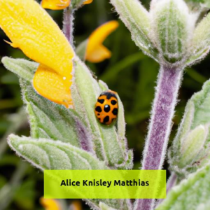 Deliciously Innovative Recipes By Alice Knisley Matthias: Unleashing Culinary Creativity
